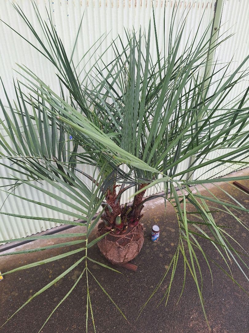 ココスヤシ　(338)　シルバーリーフ2株立ち