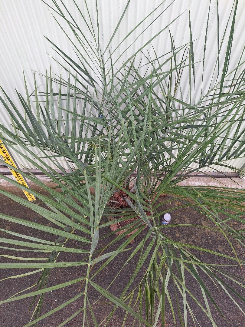 ココスヤシ　(338)　シルバーリーフ2株立ち