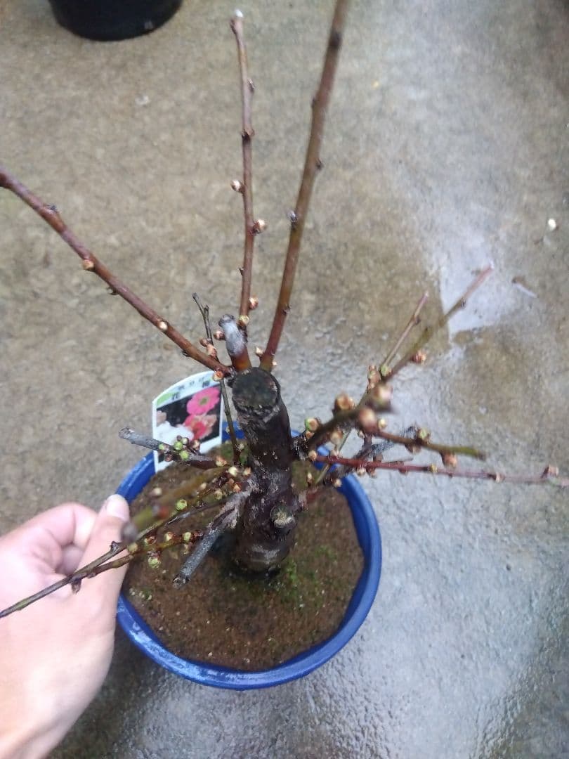 メルモ☆彡ユキエ　梅咲き分け５号鉢つき 菊水綴化　接木　3号鉢つき　計5鉢