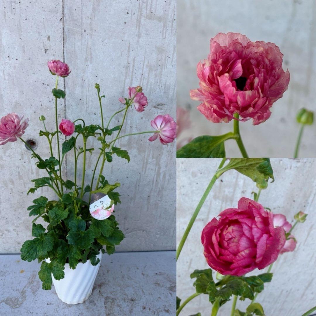 hiroakin様　ラナンキュラスラックス　ヘラ　2鉢