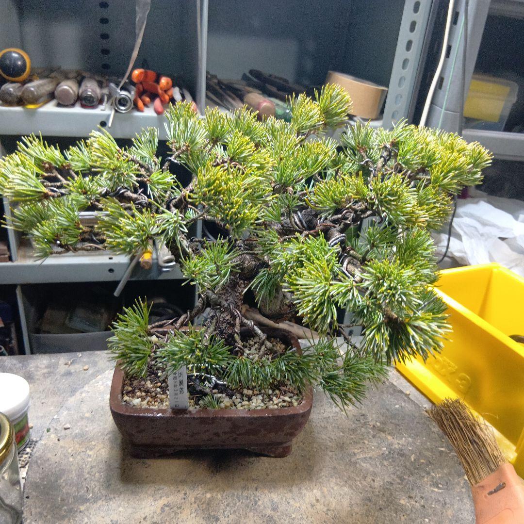 八房五葉松（かなり年数持ち込み古い）