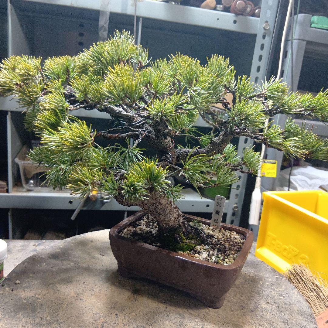 八房五葉松（かなり年数持ち込み古い）