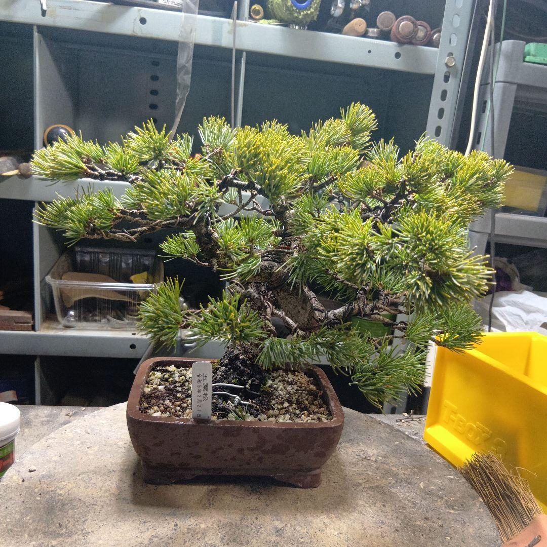 八房五葉松（かなり年数持ち込み古い）