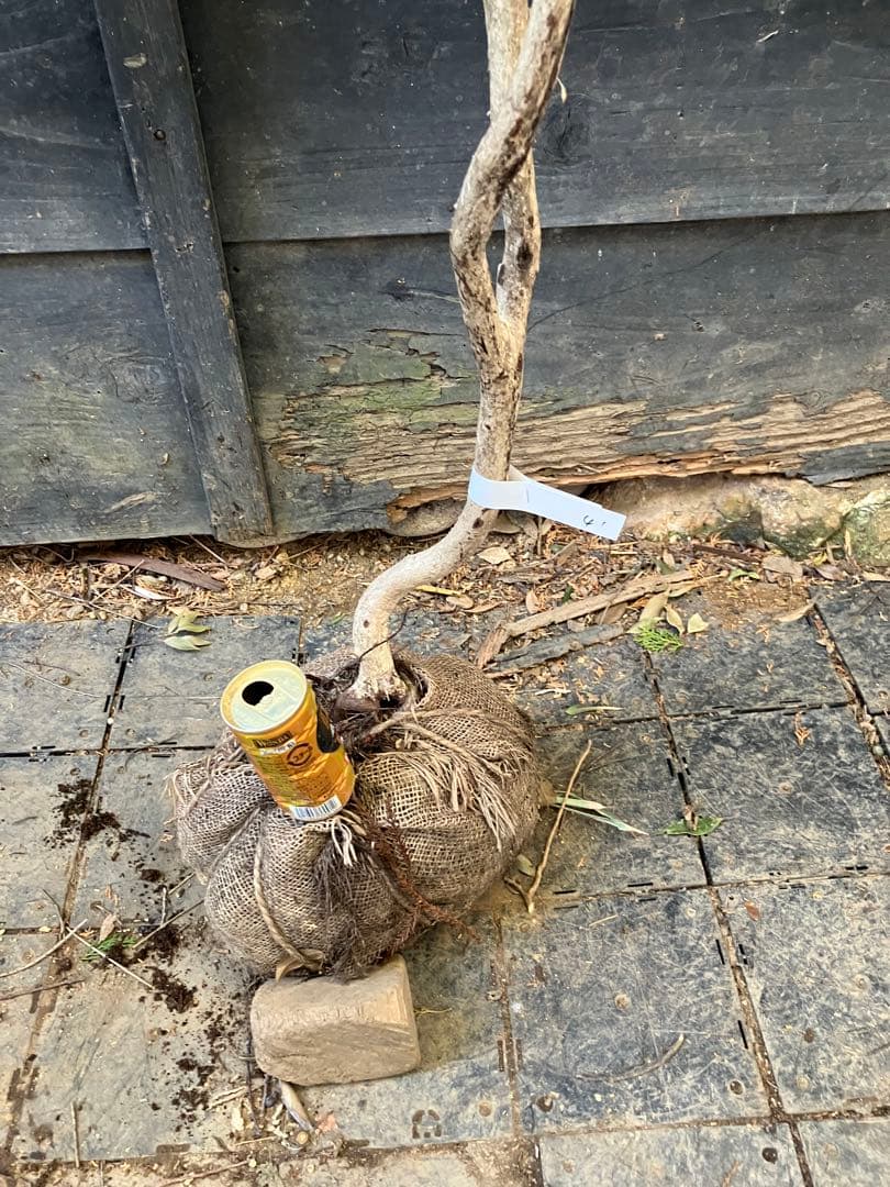 41 山採り　アセビ