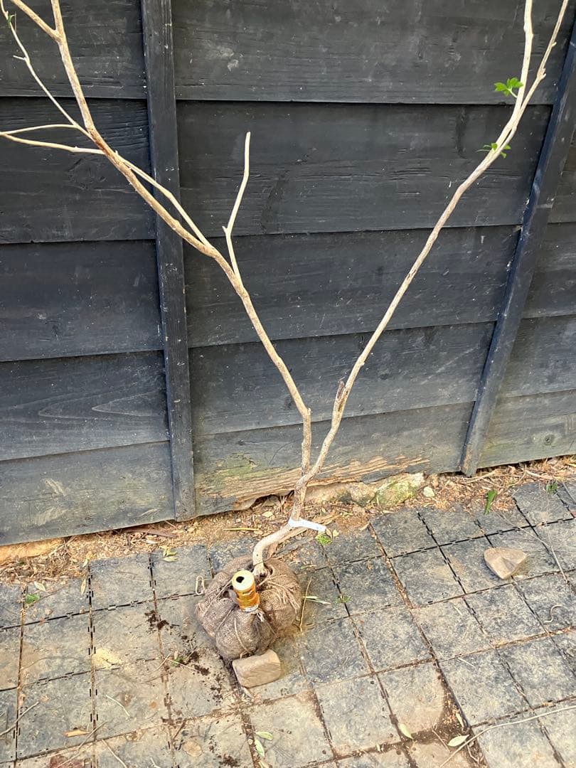 41 山採り　アセビ