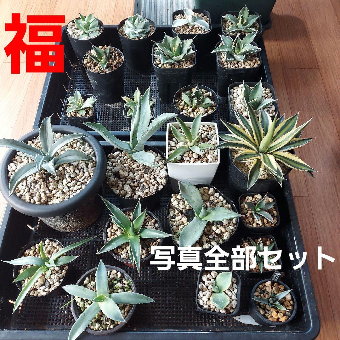 アガベ　まとめ　鉢のまま発送　メルカリ便
