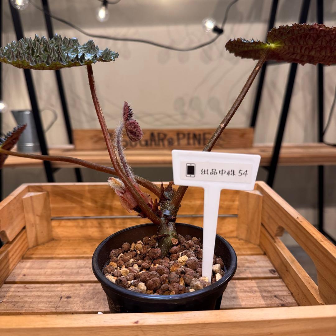 m*o様 54 ベゴニア　フェロックス　トゲトゲ