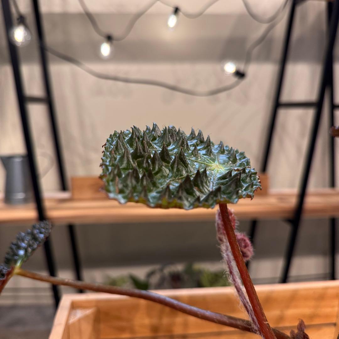 m*o様 54 ベゴニア　フェロックス　トゲトゲ