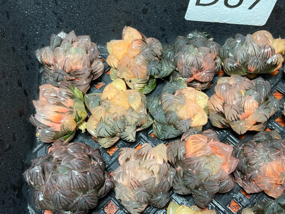 み*し様 多肉植物 ハオルチア　オブツーサ錦 水中月錦 超美品 25株セット