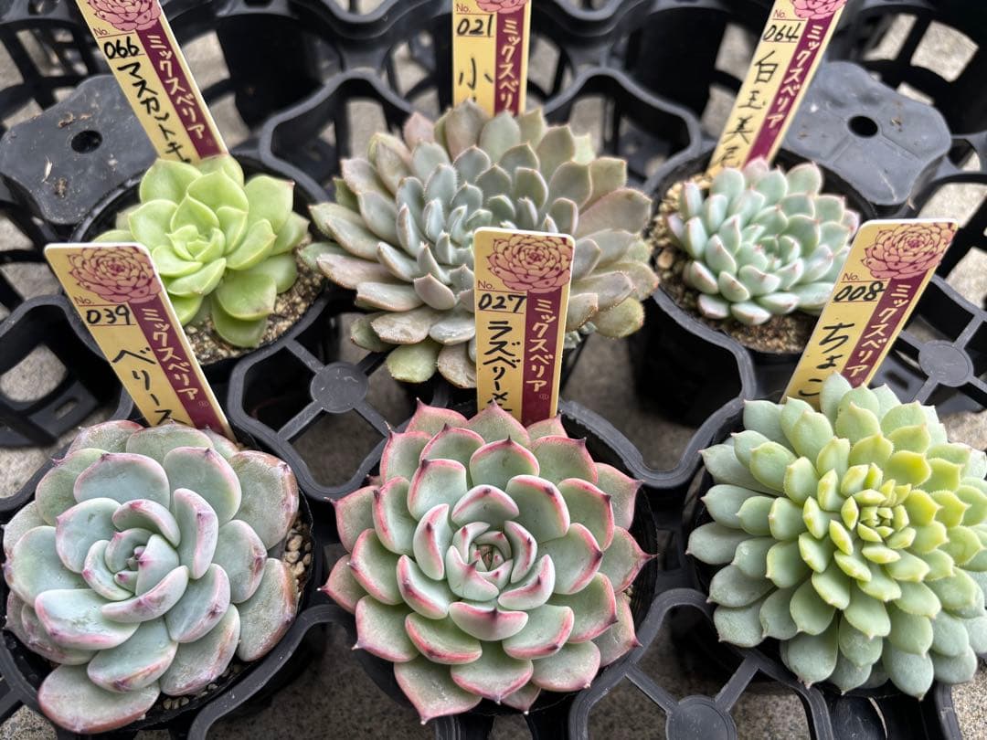 ミックスベリア 6種類 札付き(1月6日撮影)