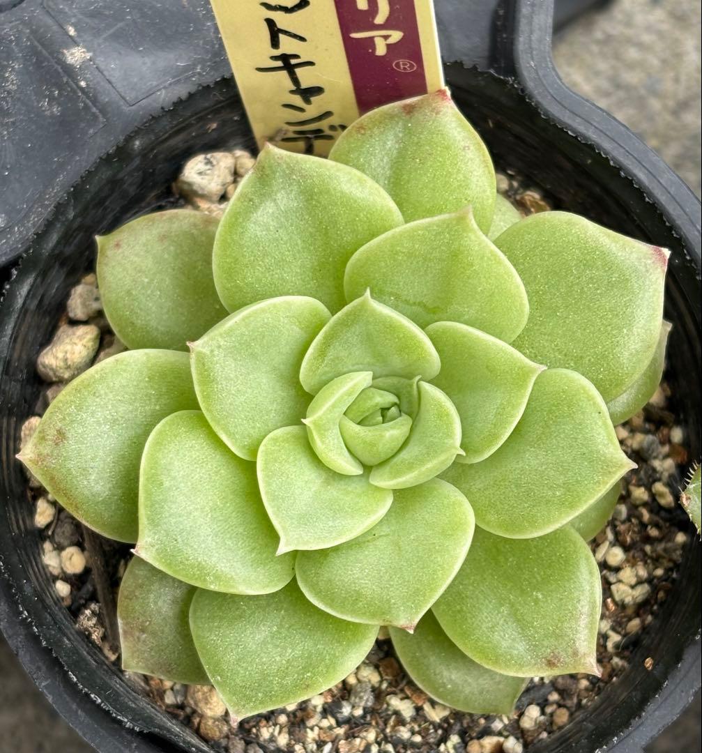 ミックスベリア 6種類 札付き(1月6日撮影)