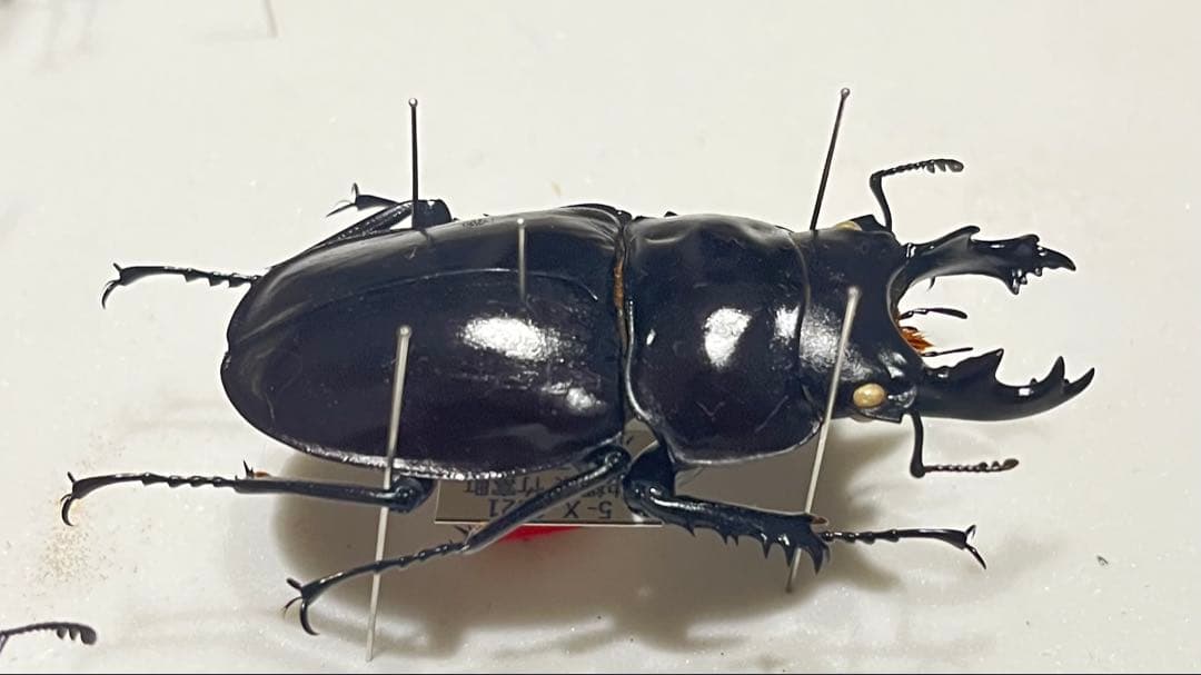 ヤエヤママルバネ 野外品 約61ミリ 西表島産