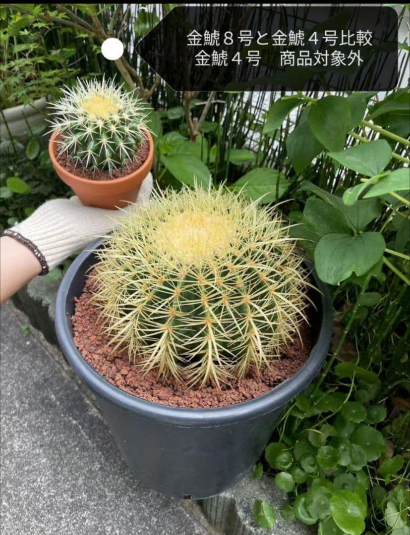 miページ　金鯱8号と4号