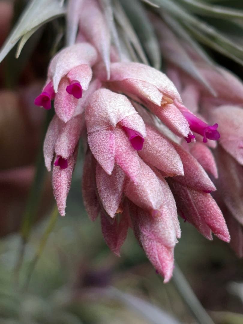 お*り様 Tillandsia.roseiflora