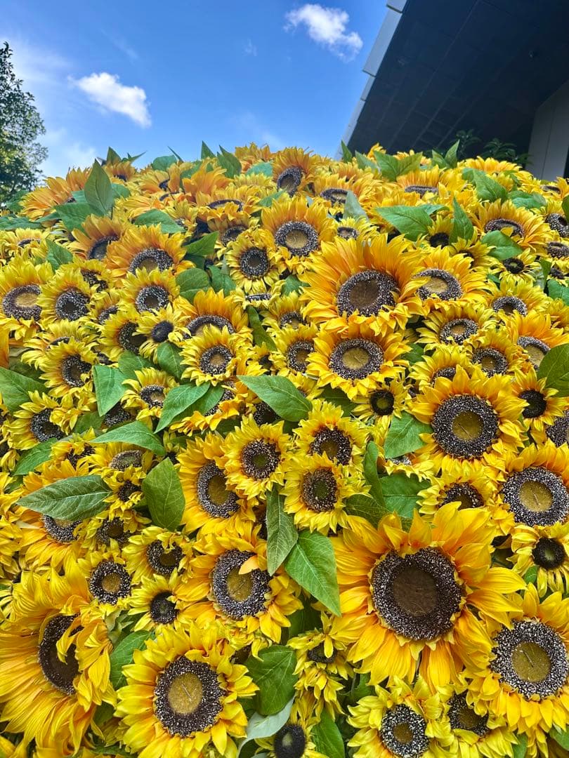 まいページ コスメセット