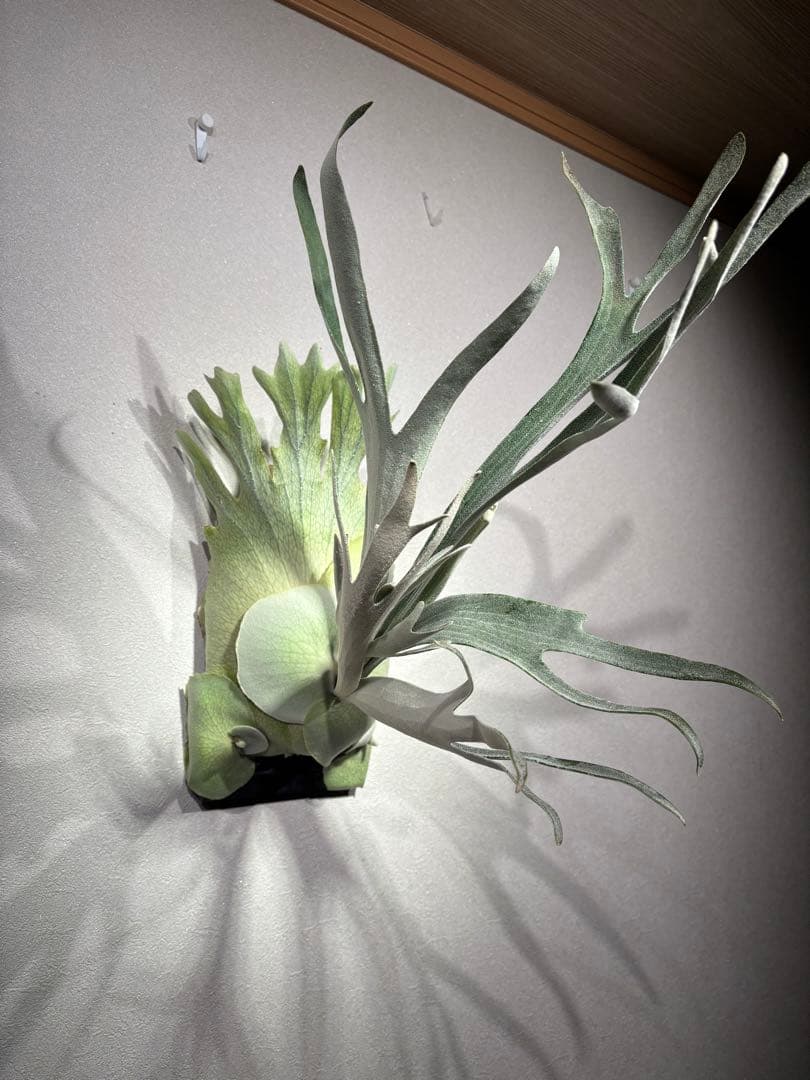 ビカクシダ　ハヌマーン　Hanuman レア