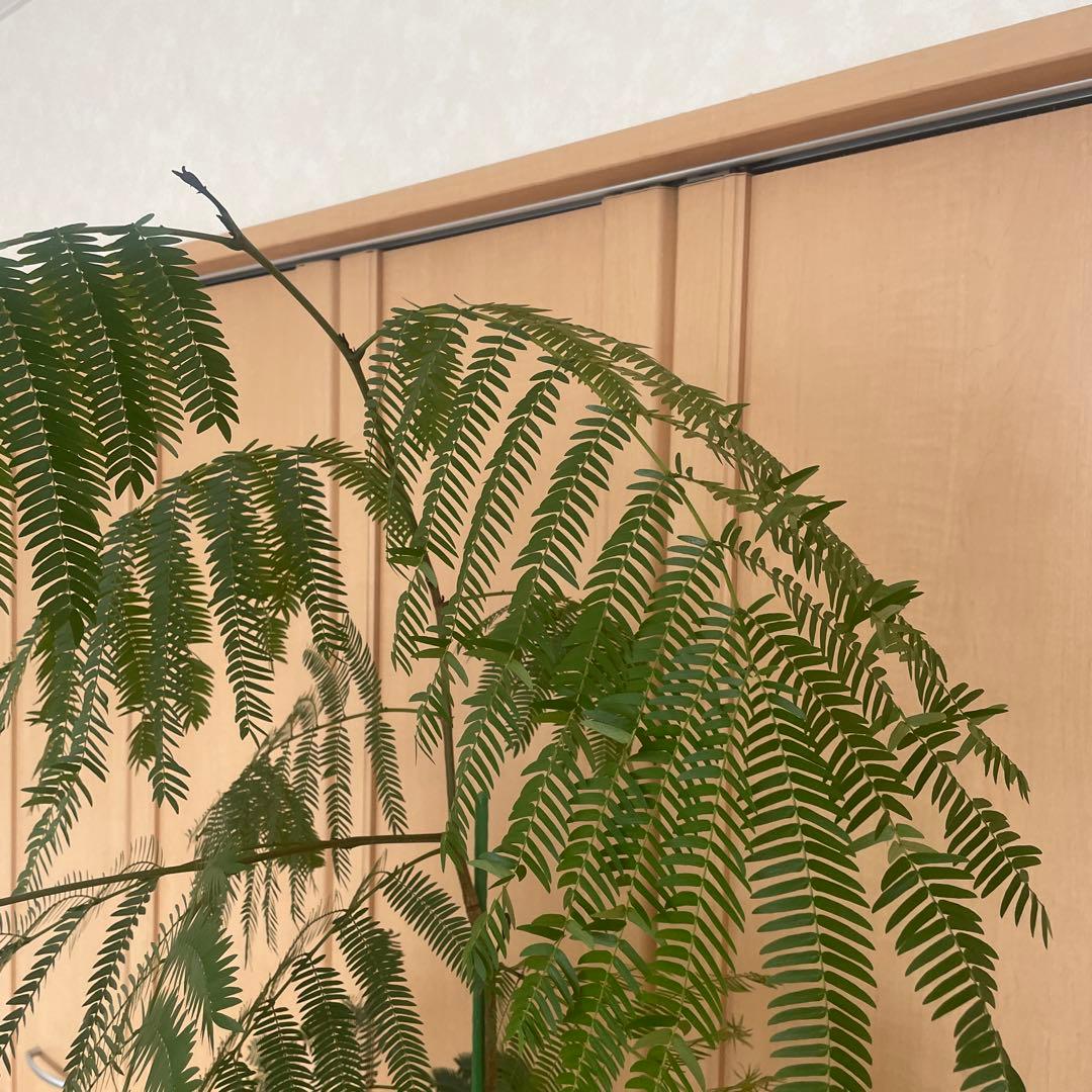 【直接取引】　エバーフレッシュ（ネムノキ）　180cm