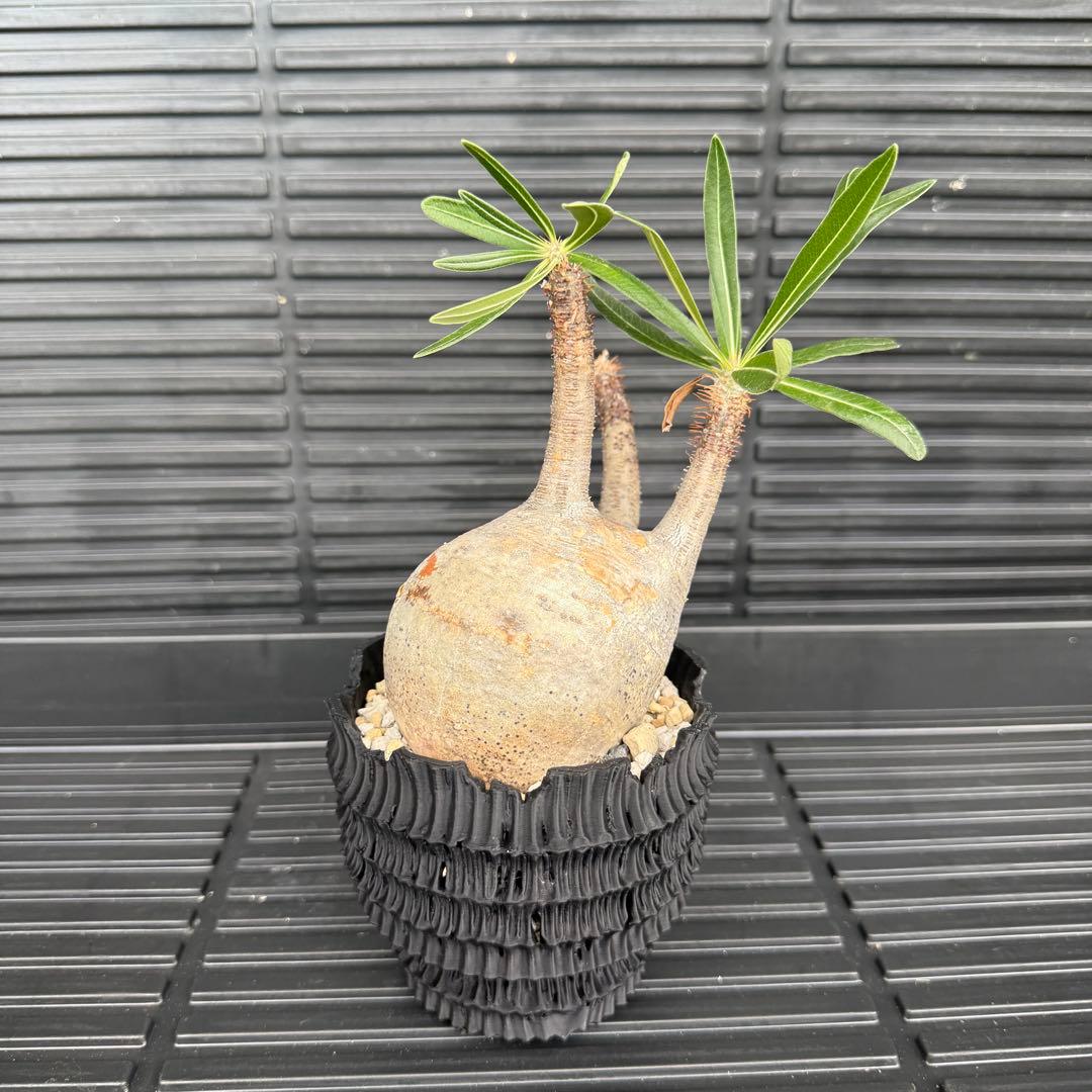 現地球 パキポディウム グラキリス