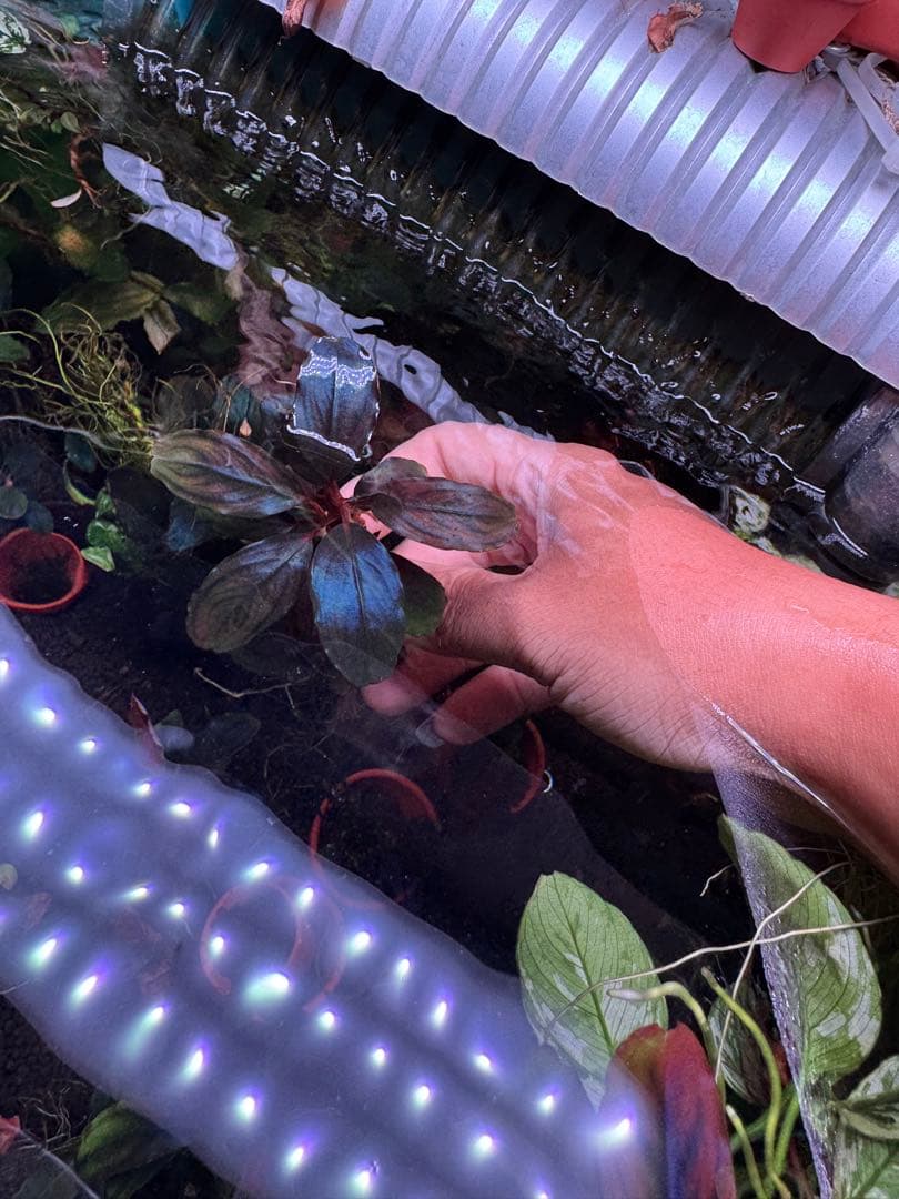 ブセファランドラsp. ファンタスティックパープル　完全水中葉　大株 子株付き