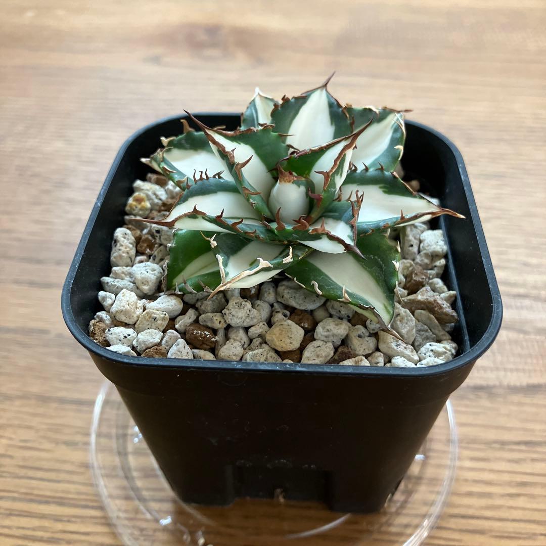 バ*ル様 確認用【初売りオークション】105 アガベ　太陽神錦　TC