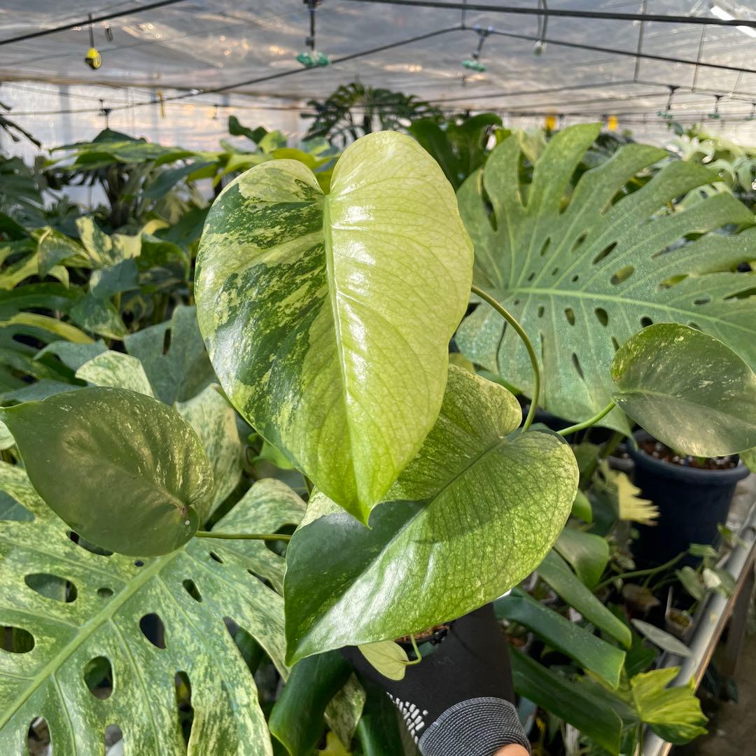 A2 モンステラ　デリシオーサ　ミントトリカラー