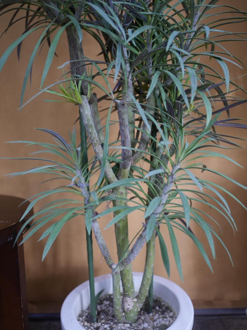 n*a様 セネシオ　クレイニア　モンキーツリー　観葉植物　7号　約100センチ