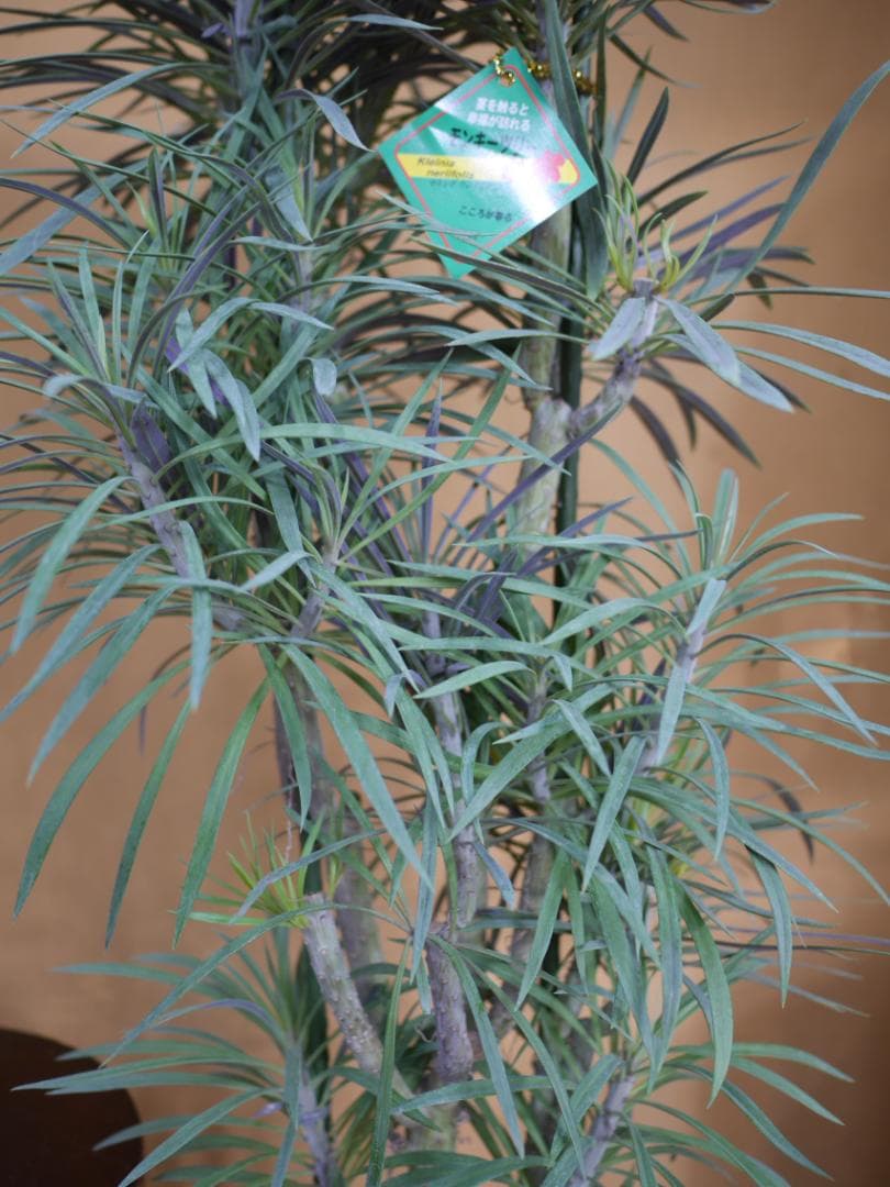 n*a様 セネシオ　クレイニア　モンキーツリー　観葉植物　7号　約100センチ