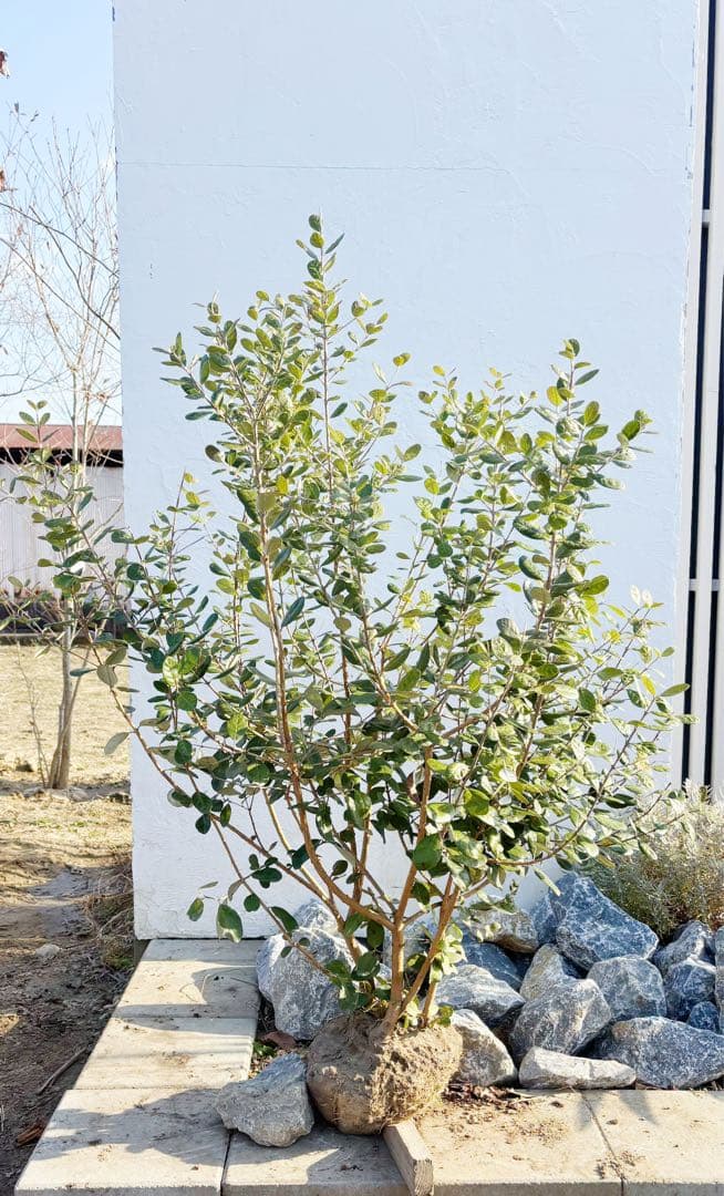 超逸品。フェイジョア株立ち1.4M(鉢底から)品番A