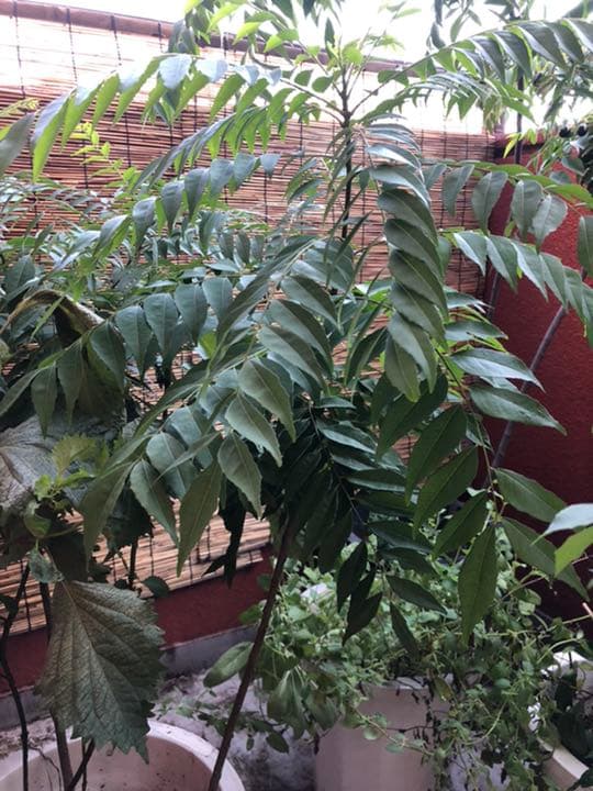 大セール！希少 大　オーガニックカレーリーフ 4年