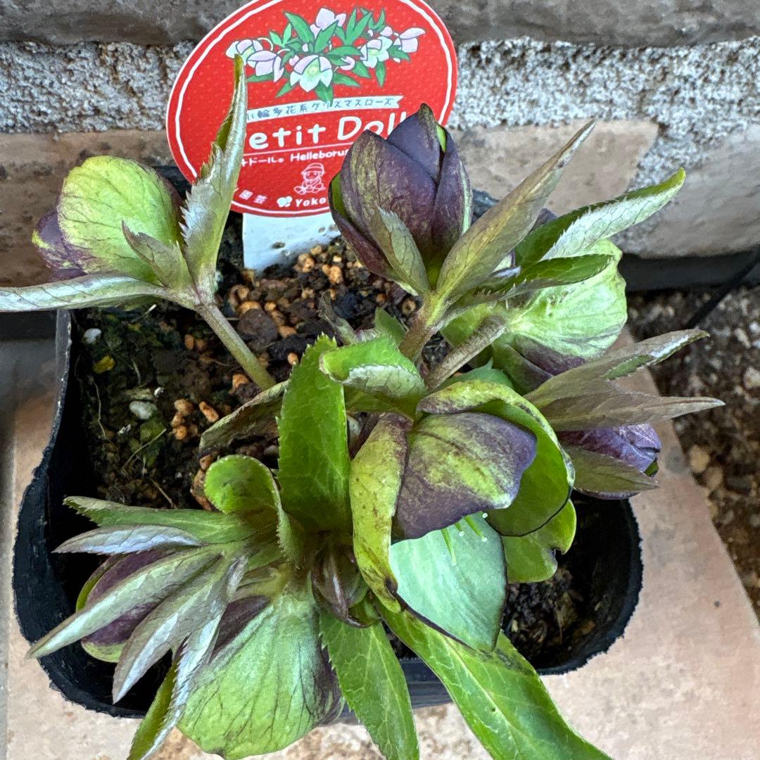 クリスマスローズ・ベビードール