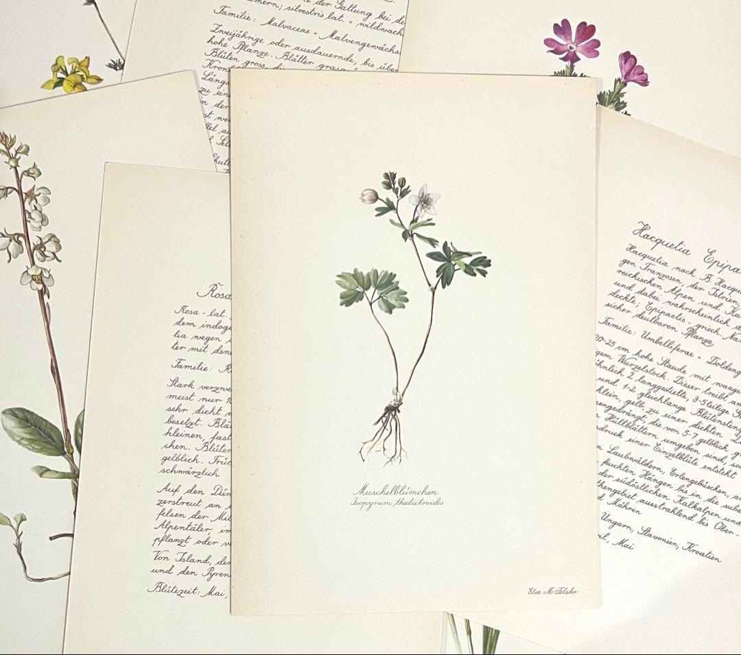 No.300ドイツ ビンテージ 紙もの ボタニカルアート 植物図鑑 水彩画