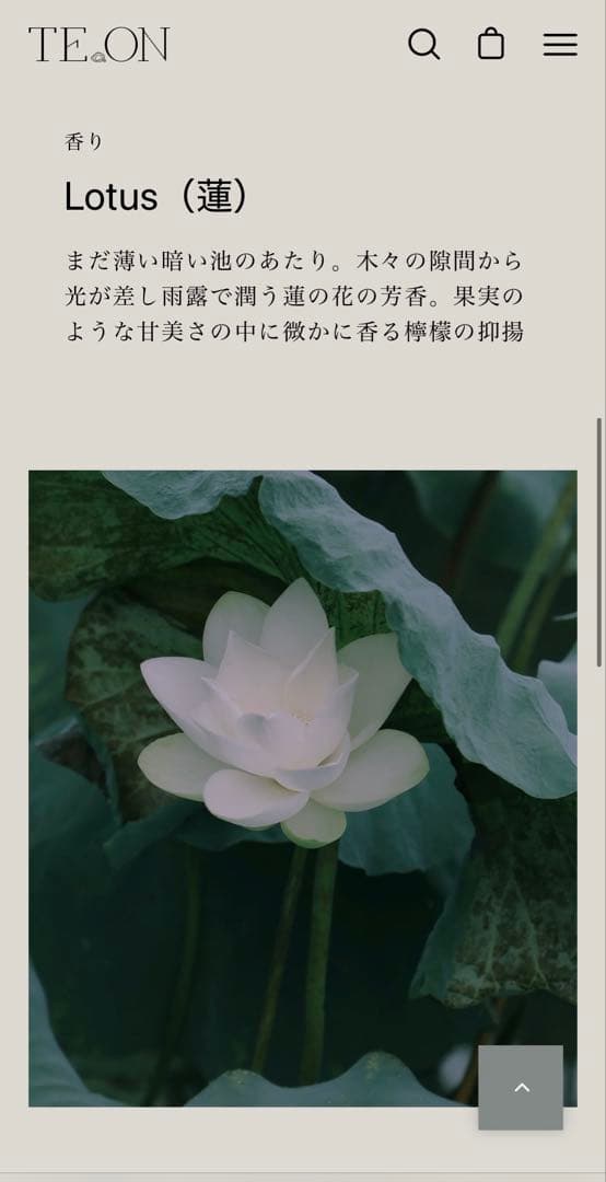 TEON テオンボタニカルバターH 全身用クリーム185g