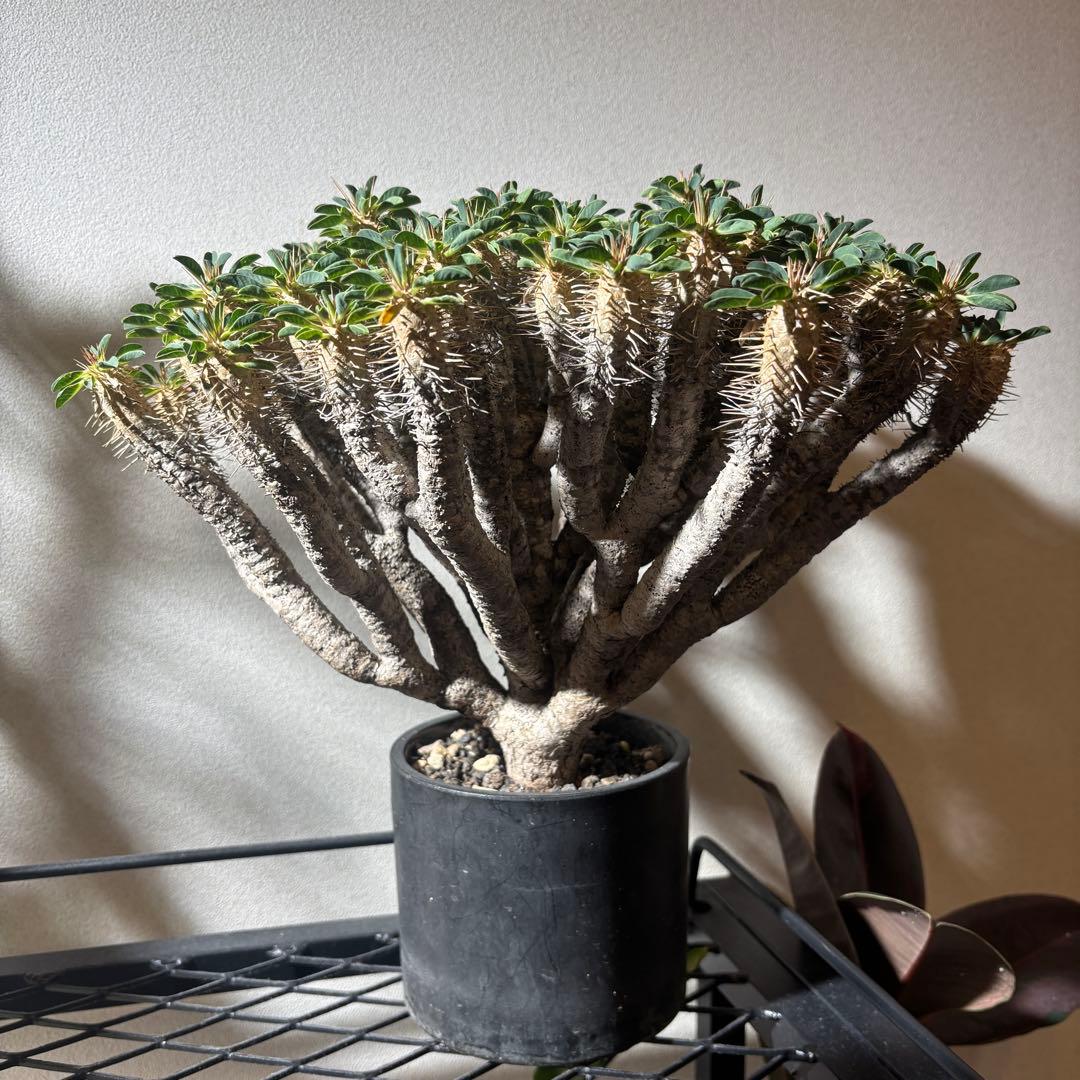 ユーフォルビアギラウミニアナ 大株 極美株 現地球 鉢ごと