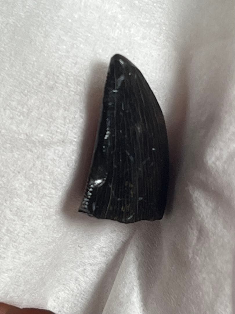 アロサウルス実物歯化石 トキワ様以外の方の購入は受け付けません。