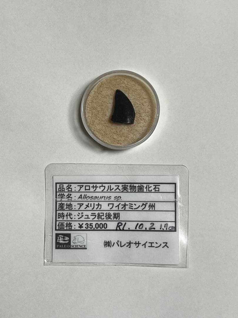 アロサウルス実物歯化石 トキワ様以外の方の購入は受け付けません。