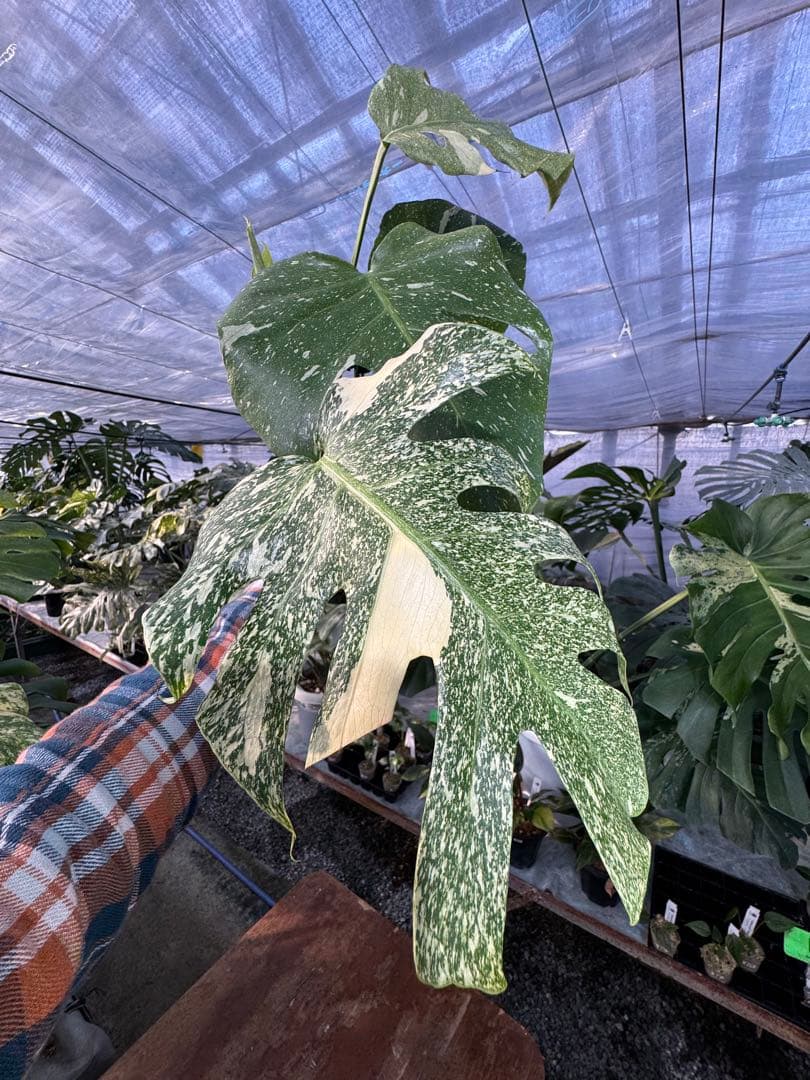 お*と様 T9モンステラ　タイコンステレーション　スターライト