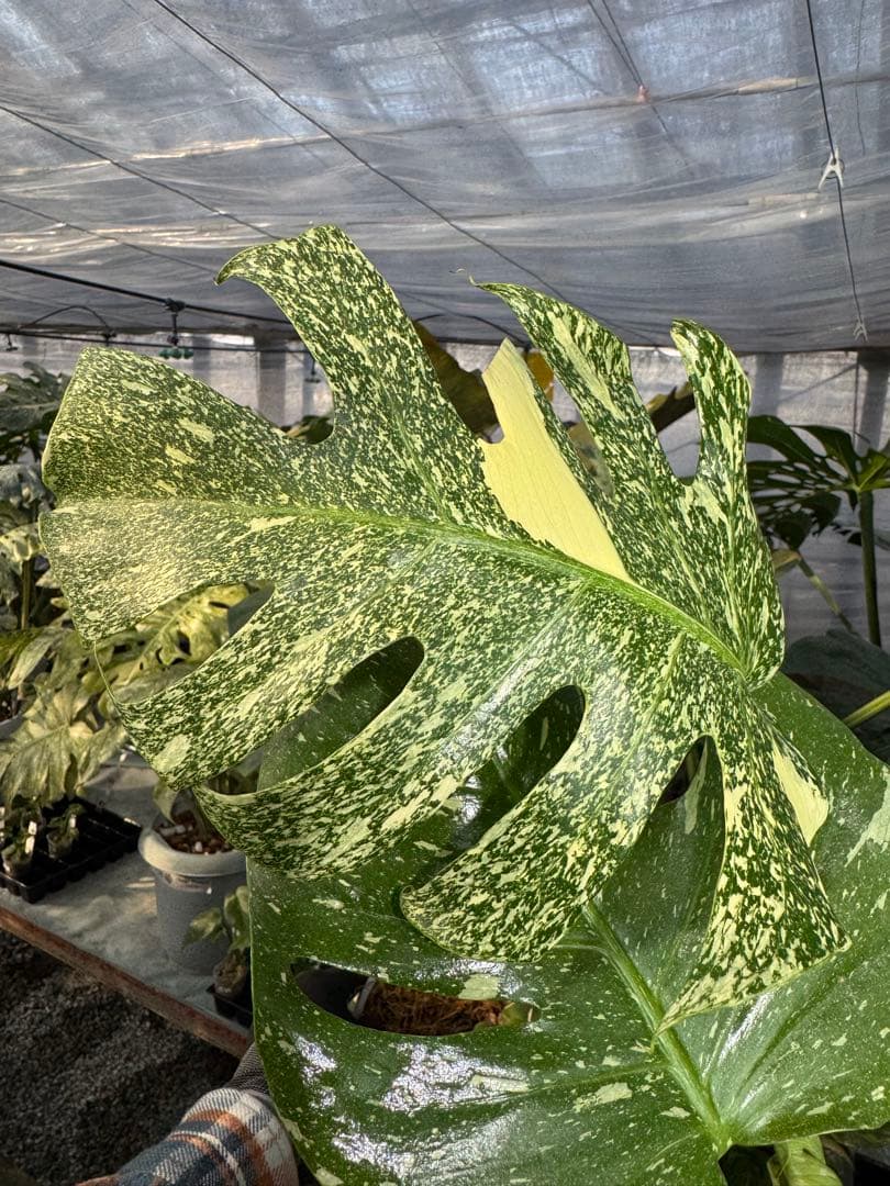 お*と様 T9モンステラ　タイコンステレーション　スターライト