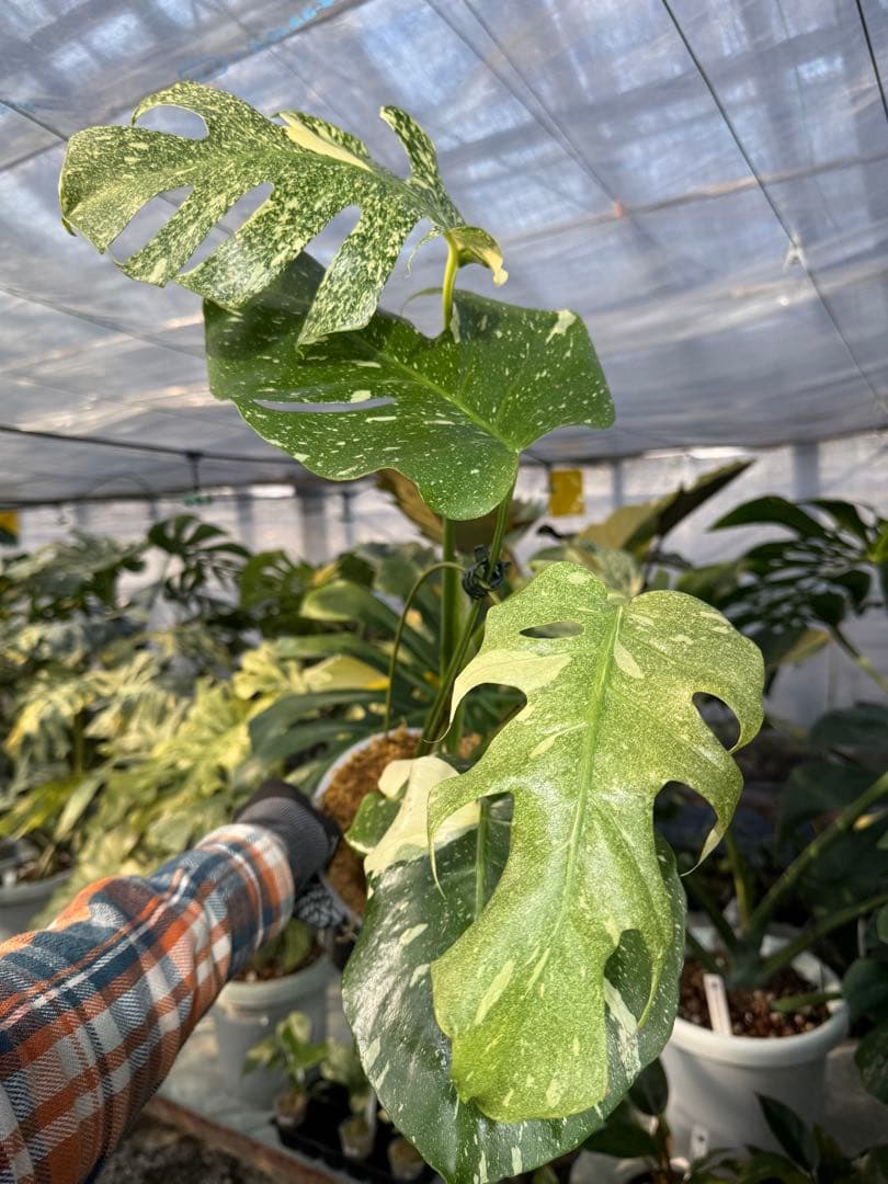 お*と様 T9モンステラ　タイコンステレーション　スターライト