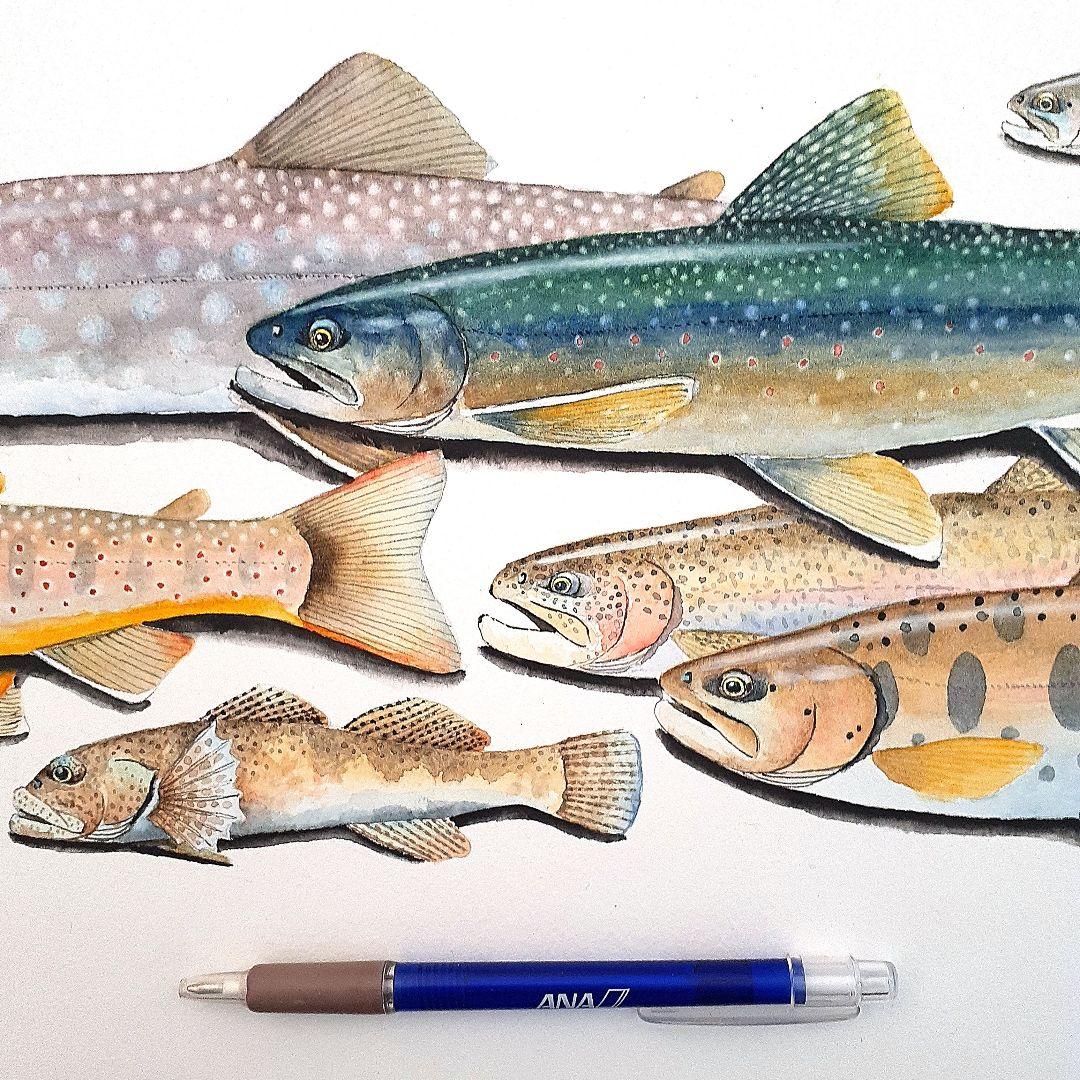 北海道の渓流に住む魚の透明水彩画