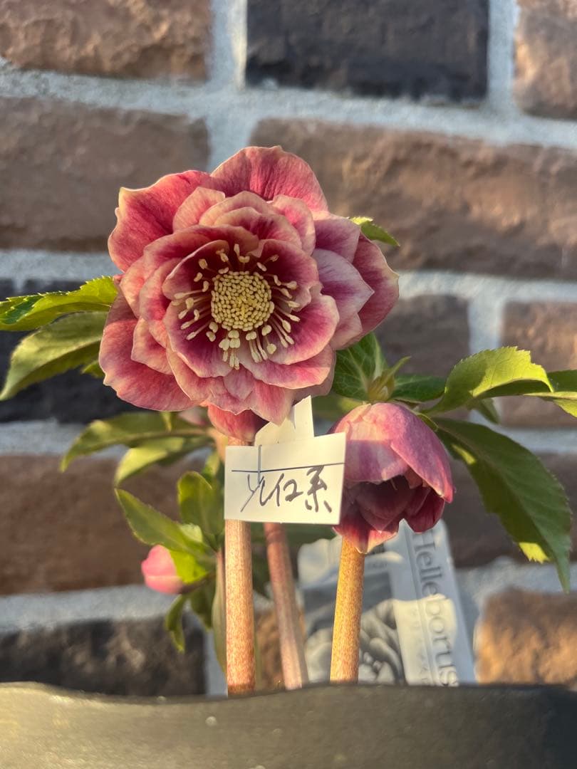 クリスマスローズ　広瀬園芸　ソレイユ系