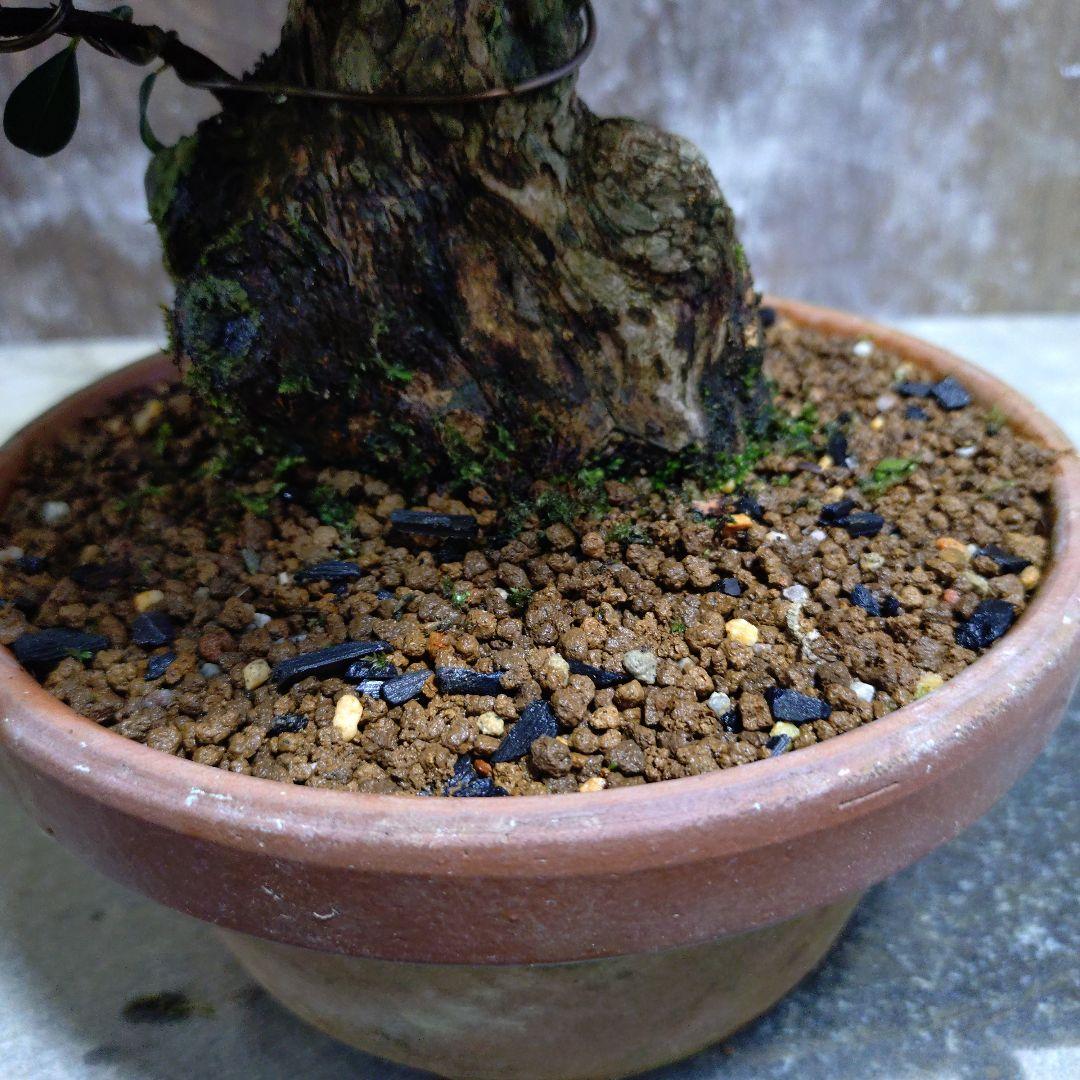 アデク　ゆーきん様専門