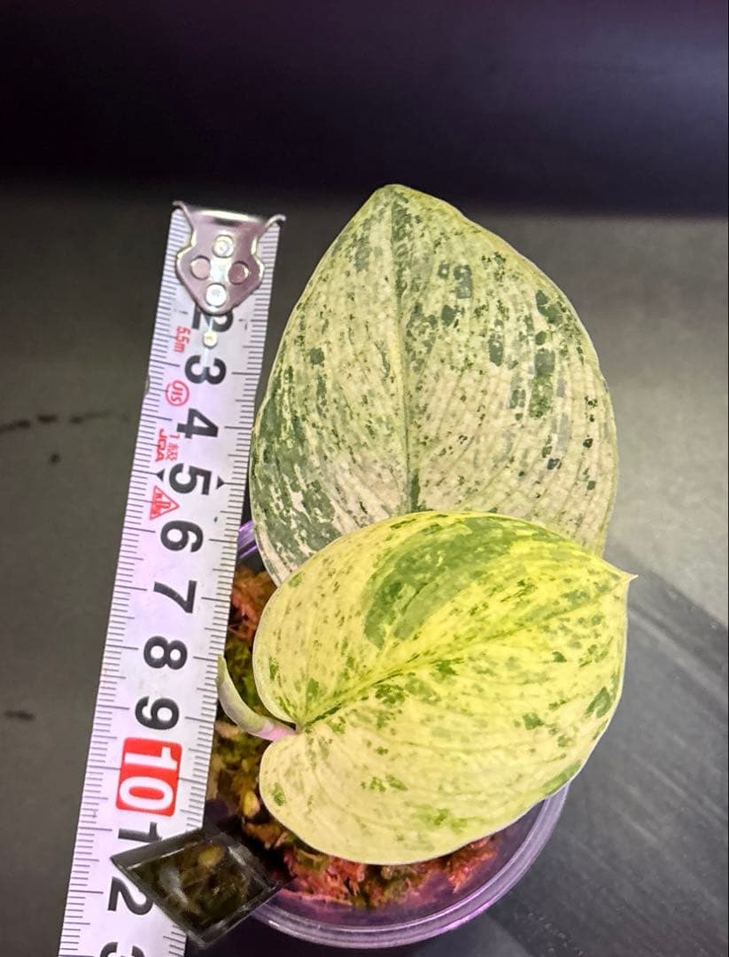 (専用商品)スキンダプサス　お試し　セット　B5 ➕バクダパティ