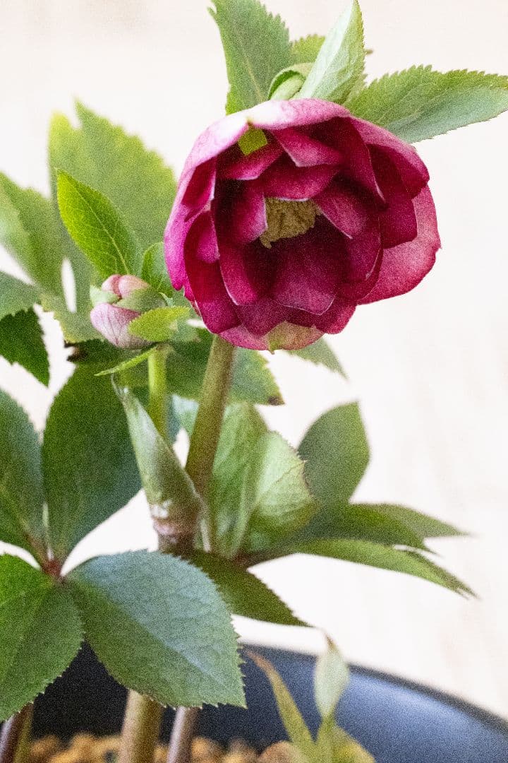 クリスマスローズ 加藤農園 キラメキ グロスレッド 6号開花株