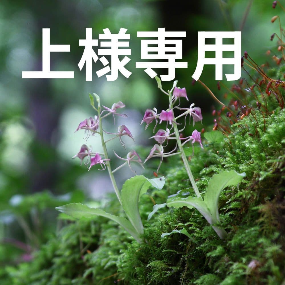 フガクスズムシソウ他