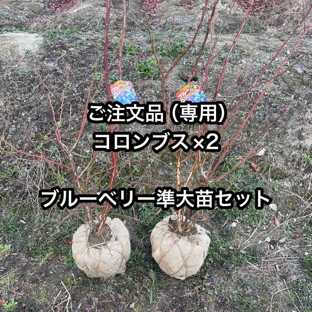 ご注文品　コロンブス×2 ブルーベリー準大苗セット