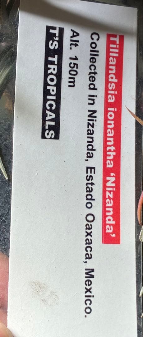 CycdT. ionantha ‘Nizanda' T'S TROPICA