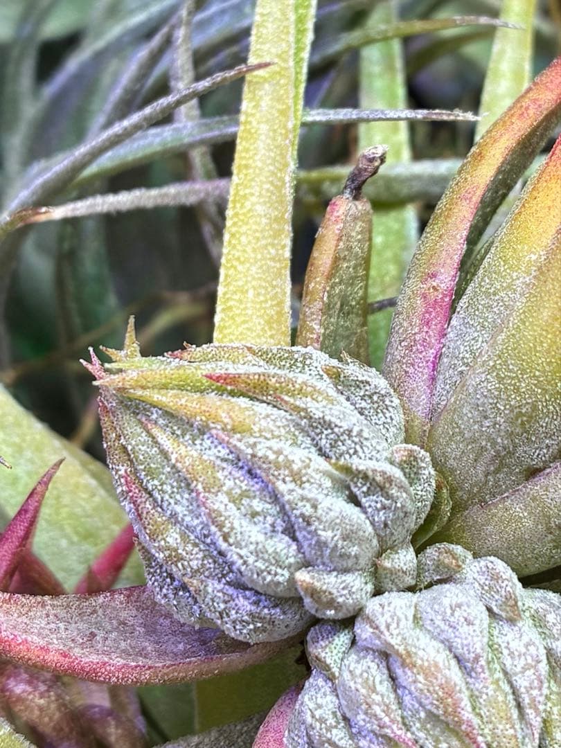 CycdT. ionantha ‘Nizanda' T'S TROPICA