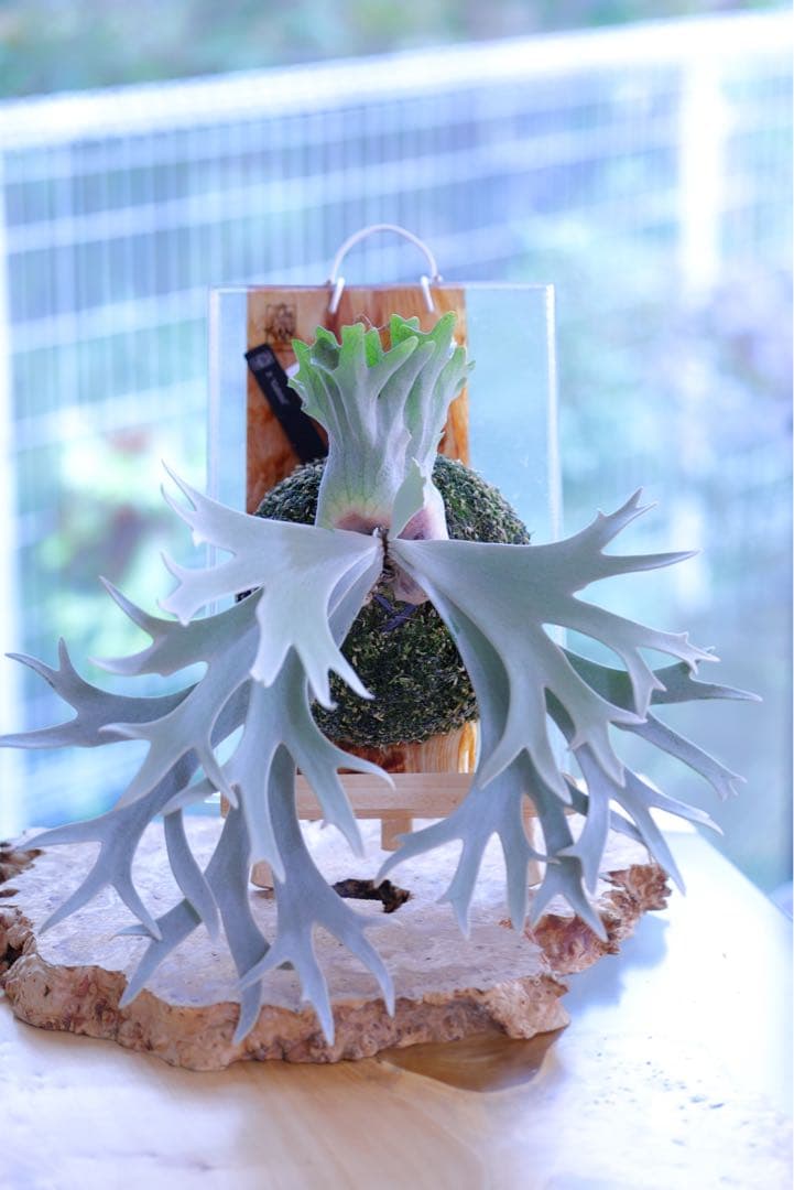 ビカクシダ P.Willincky Gabriel