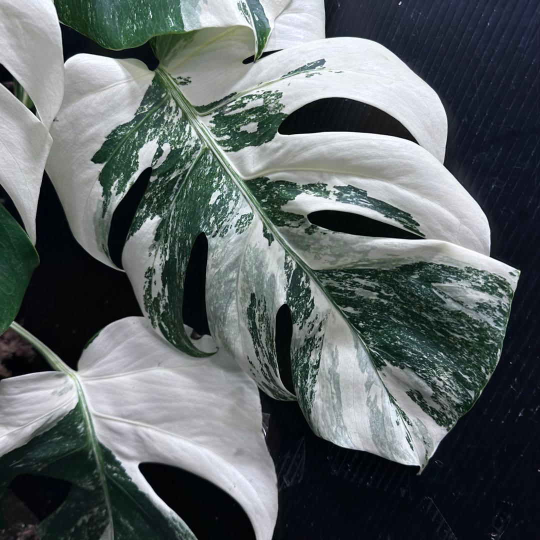 た*ー様 斑入りモンステラ ホワイトタイガー極美大株66cm白斑多
