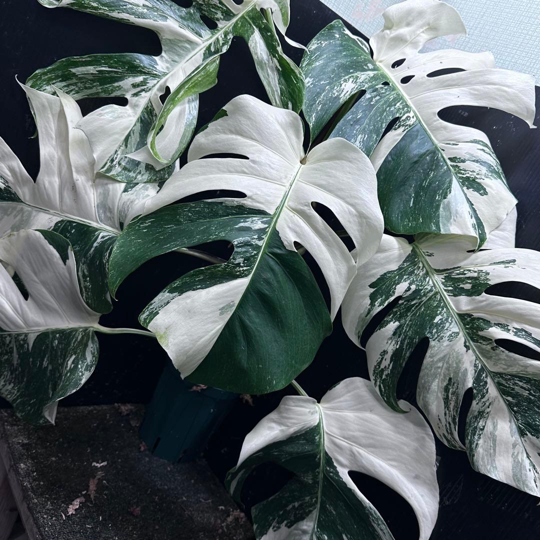 た*ー様 斑入りモンステラ ホワイトタイガー極美大株66cm白斑多